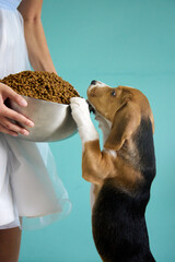 Girl gives a beagle puppy a huge steel cup full of dog food. Vertical photo of a Very hungry dog on...