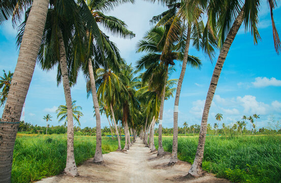 palm trees road Thoddoo Maldives