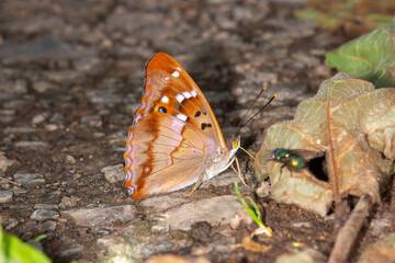 Kleiner Schillerfalter, Aparura ilia, Pommern, Mosel, 28.06.2021