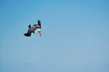 Pelican Diving in Flight