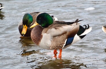 Mallard Ducks