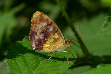 Brombeer-Perlmuttfater, Brenthis daphne, Pommern, Mosel, 28.06.2021