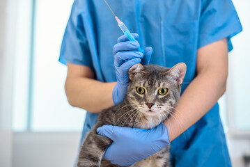Female veterinarian doctor is giving an injection to a cat