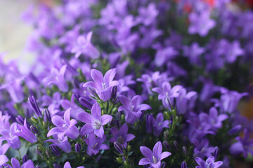 Campanula in blossom