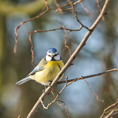 one blue tit on a tree in the winter , cold and sunny day with no people