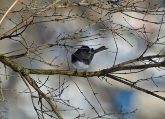 Dark Eyed Junco
