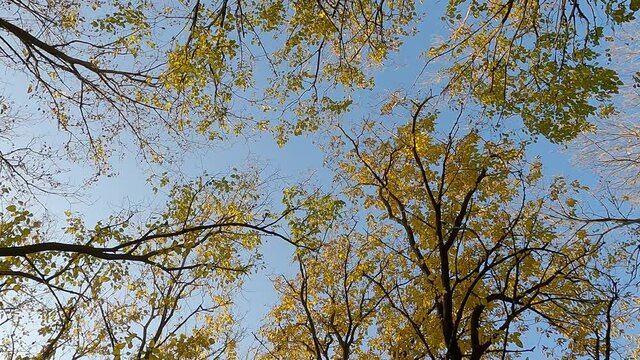 Yellow leaves waving on the branches of trees in the autumn forest, view from below.