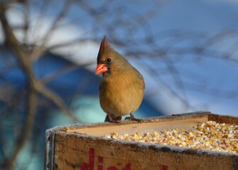 Female Cardinal