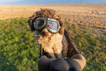 dog with goggles in bicycle transport basket