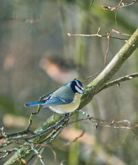 one blue tit on a tree in the winter , cold and sunny day with no people
