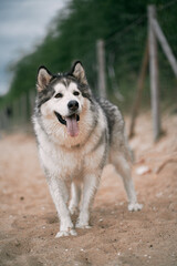 Big malamute standing on the sand beach and looking at the side