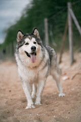 Naklejka na ściany i meble Big malamute standing on the sand beach and looking at the side