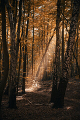 Sun god ray in the woods during the autumn season. Concept of magic and mystery in the fall forest.
