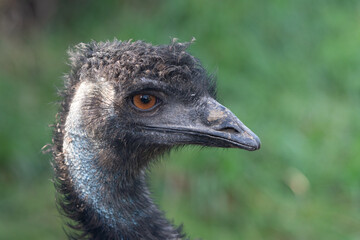 Emu bird head. Side view. The beak is directed to the right. Right eye visible. Funny looking.