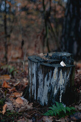 Fototapeta premium autumn in the forest