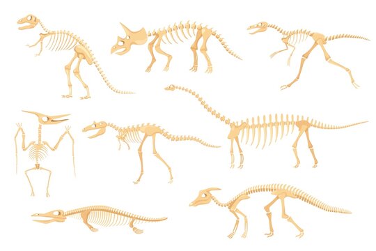 Cartoon dinosaur skeletons, dinosaurs prehistoric bone fossils. Triceratops, pterodactyl, tyrannosaurus, ancient skeleton for museum vector set. Dino creatures or monster for exhibitions