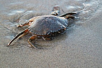 scenic view of a beautiful beach. Dokokayu Island, Gorontalo, Indonesia