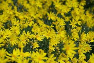 Close-up of a field full of yellow daisies in bloom.