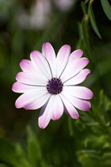 Close-up of a white and purple daisy on a green background on a sunny day.