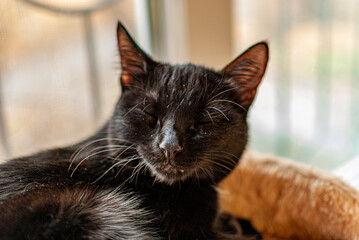 The little Black Panther has just woken up!
