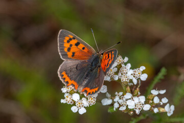 Kleiner Feuerfalter, Lycaena phlaeas, Pommern, Mosel, 09.07.2021