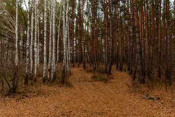 Obraz premium November forest on a cloudy day!