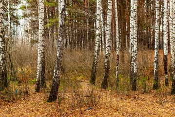 Fototapeta premium November forest on a cloudy day!