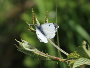 Aurorafalter - Orange tip