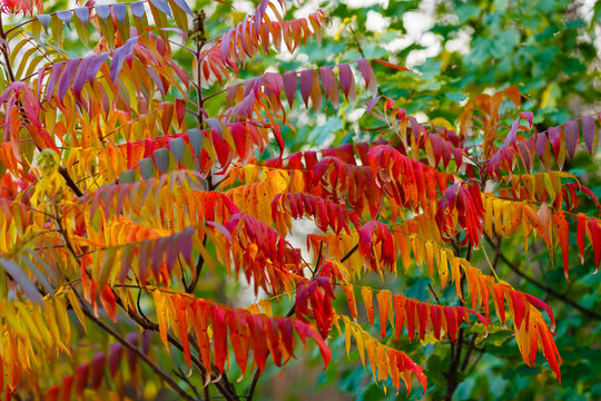 Сolorful autumn leaves in the garden. Plant Sumac Trees for Fall foliage. Natural wallpaper