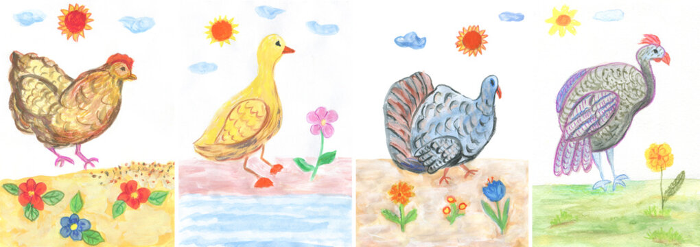 Watercolor set of popular poultry – hen, turkey, guinea fowl, duck. Hand painted watercolor and gouache illustration.