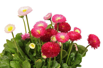 Pâquerettes Bellis perennis rouges © hcast