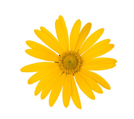 Heliopsis flower isolated on white background, clipping path, top-down