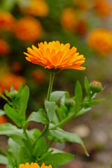 Calendula medicinal plant, herbal medicine, orange flowers, flower petals