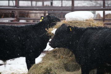 Black angus calf herd on farm with hay bale in winter snow for agriculture industry.