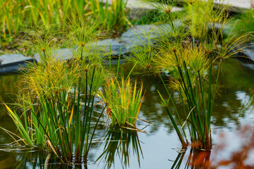 Dense stand of papyrus (binomial name: Cyperus papyrus), also known as paper reed and Nile grass
