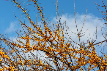 Fototapeta premium sea buckthorn, bright yellow berries against a blue sky