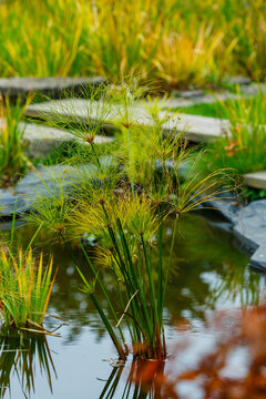 Papyrus, or Syt papyrus (Latin Cyperus papyrus) is a herbaceous perennial plant of the Sedge family. Aquatic plants for a garden pond