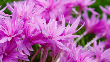 Colchicum Waterlily (Colchicum autumnale) in autumn garden