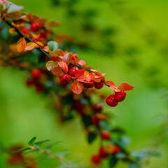 Red berries of Cotoneaster hielngvestii in natural background