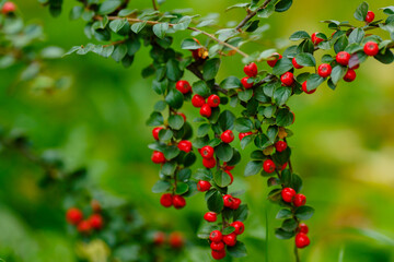 Red berries of Cotoneaster hielngvestii in natural background