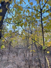 autumn in the forest