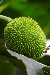 Fototapeta premium Artocarpus camansi (Also breadnut, Moraceae, breadfruit, Artocarpus altilis, seeded breadfruit, Breadnut fruits, Kluwih) on the tree. Indonesian cooked as food