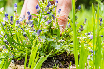 male hands plant a plant in a new pot. Caring for indoor plants. Home garden in the apartment, in the country, in the city. Transplanting potted flowers into a larger pot, selective focus