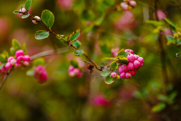 Pink berries of Bubble plant in autumn garden