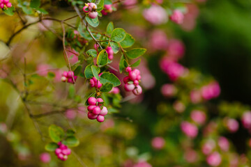 Pink berries of Bubble plant in autumn garden