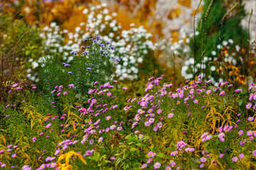 Flowers and grass in the autumn garden. Perennials in the botanical garden in autumn. Autumn herb and grass background