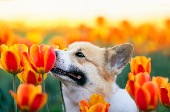 portrait of a cute corgi dog sitting in a flowerbed with bright red and yellow tulips in a sunny spring garden and sniffing flowers