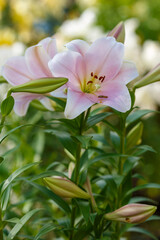 Beautiful oriental hybrids in bloom. Growing bulbous oriental lilies in the garden. Bright flower of oriental hybrids. Floral background.