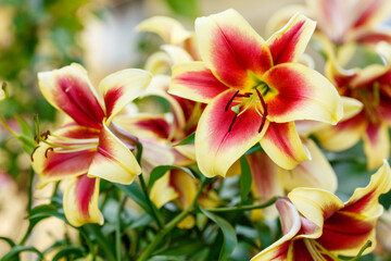 Beautiful oriental hybrids in bloom. Growing bulbous oriental lilies in the garden. 