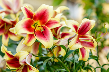 Beautiful lily ( Oriental hybrids) flowers are close up. Lilium is a genus of herbaceous flowering...